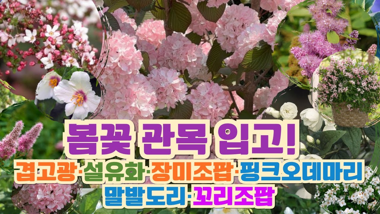 봄이 오는 소리 🌿 오늘 입고된 관목 라인업 소개 라이브