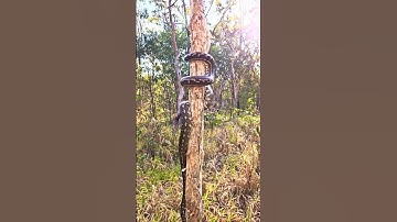 Amazing Carpet Python Climbing a Tree 🌳🐍 #snakelovers #wildlife