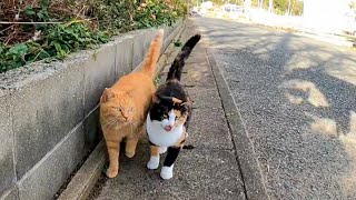 野良猫が向こうから歩いてきたのでナデナデしたら喜んでスリスリしてきた