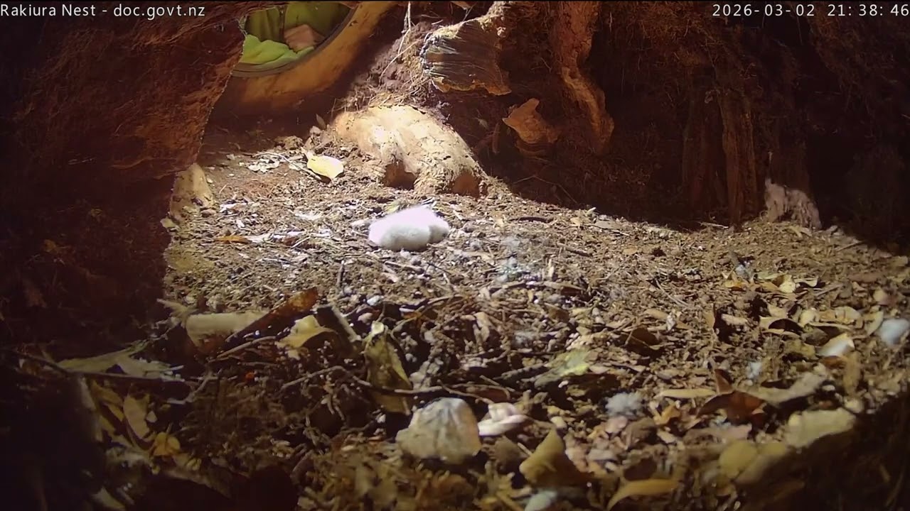 Nest of Rakiura the kākāpō, New Zealand 2026/03/02