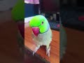 metu metu 🦜#shorts #youtubeshorts #cartoon
