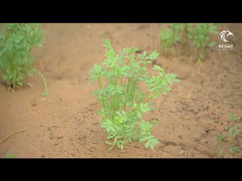 برنامج صباح الشارقة الحديقة الإسلامية في الشارقة