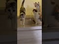 え？なんて言ったの？#ねこのいる暮らし #ねこ動画 #ねこのいる生活