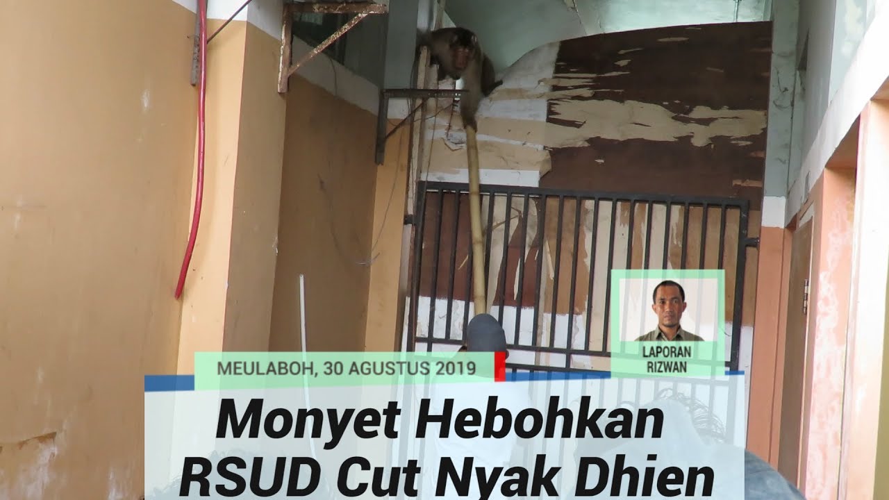 perjalanan ke langkawi Seekor Monyet Hebohkan RSUD di Aceh Barat, Upaya Penangkapan Belum Berhasil Dilakukan