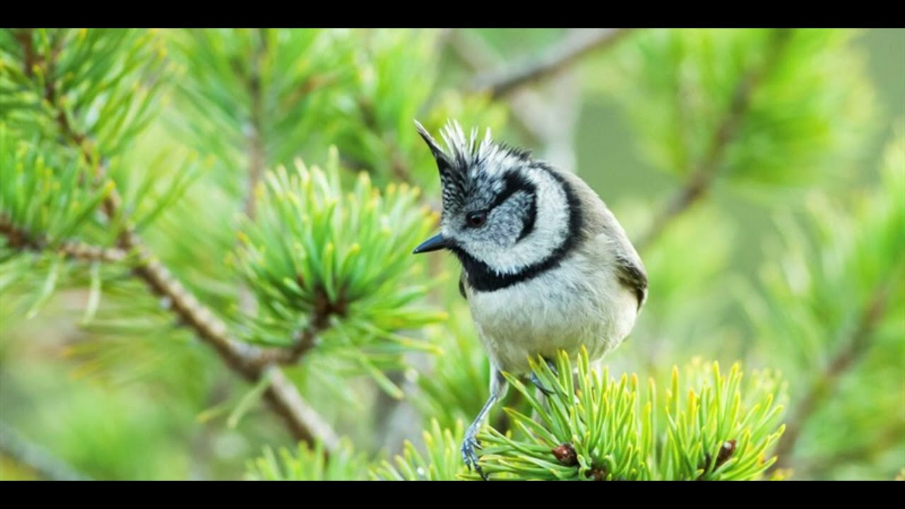 Crested Tit bird call sounds