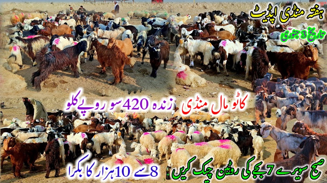 January 3, 2026 ہفتہ منڈی ڈیرہ غازی خان کاٹو مال منڈی اسپیشل کاٹو جانورں کی سستی منڈی مکمل انفارمیشن