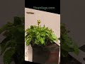 slugs eating sped up 10 hour timelapse #plants #slug #gardening #slugging #garden #timelapse