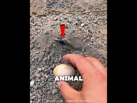 He Was About to COOK This Egg🥚