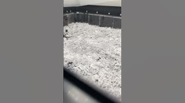 Moving to fruiting conditions today 🍄 #mycology #mushrooms #goombagrows #shorts