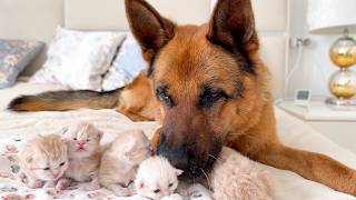 German Shepherd Meets Tiny Kittens — His Reaction Is Priceless screenshot 3