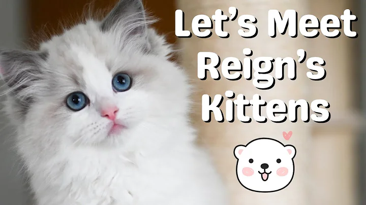 Watch the video about Meet our Ragdoll Kittens 11 Week Old | So Cute | Funny Kittens