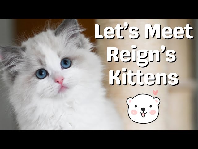 Te Schattige Ragdoll Kittens