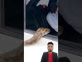 الخوف من الثعابين فطرة تحفظ الإنسان من غدرها اكسبلور دويتو لايك Foryou Funny Freefire 