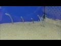 ゆるい海水魚　チンアナゴ（ 丹後魚っ知館・水族館）20150923