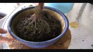 Japanese Maple Repotting