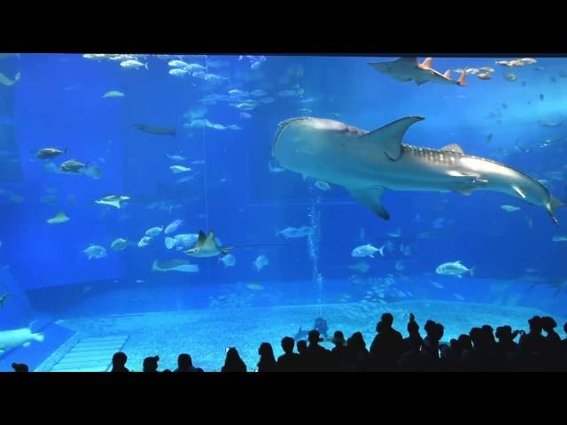 Okinawa Churaumi Aquarium The Kuroshio Sea Long Take Movie You Okinawa Churaumi Aquarium The