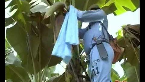 Dole - How do bananas grow?