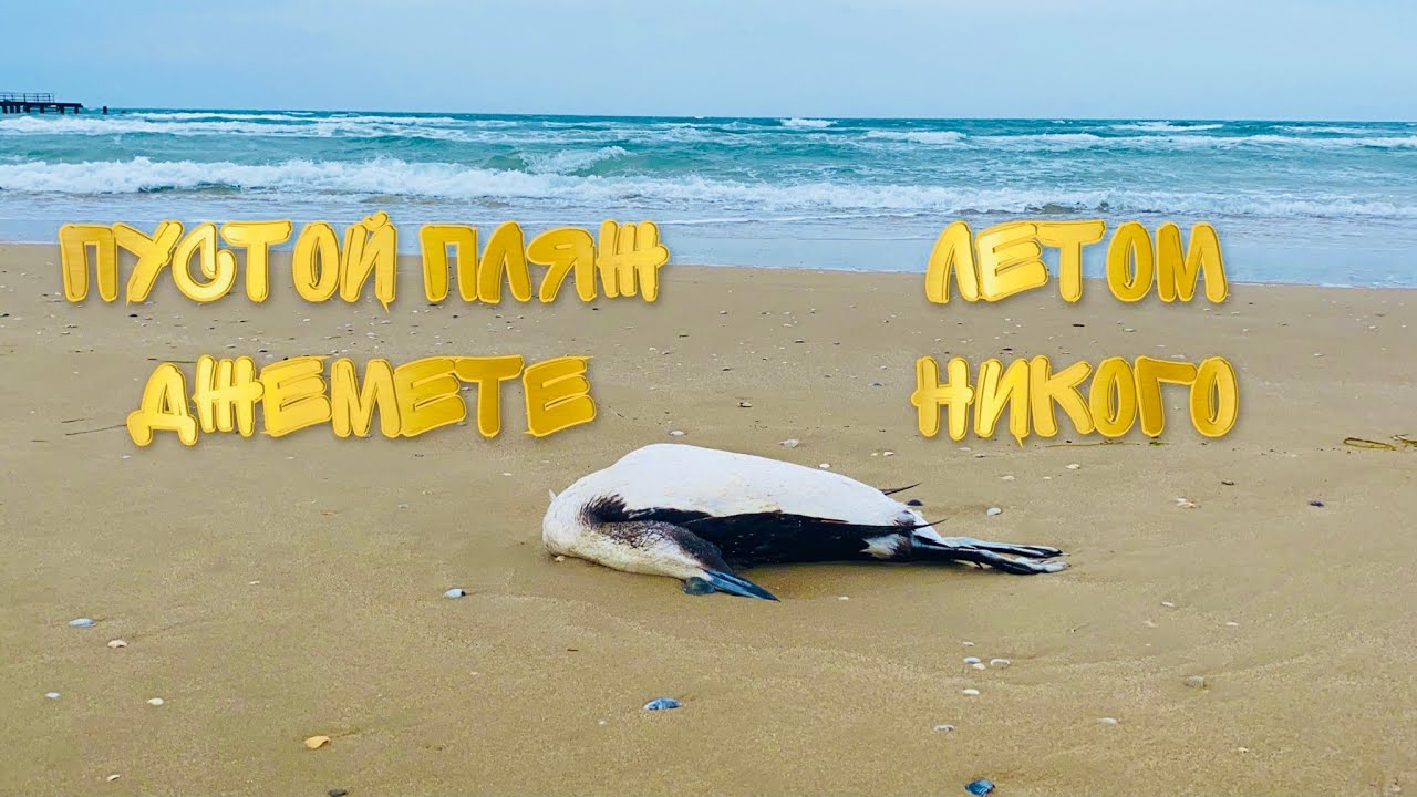 Сочи свободный пляж. Море двое влюбленных. Песочный пляж. Шутка про черное море. Демотиваторы про море.