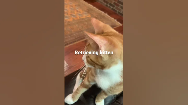 Retrieving kitten!