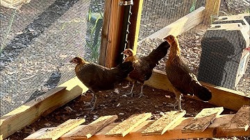 Hmoob lub neej yug qaib nyob Meskas - Raising free range chickens #farming #chicken #organic