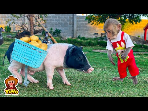 Smart Ủn ỉn helps grandpa go to the market to buy potatoes to cook for monkey YiYi