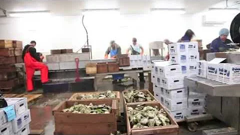 Leslie Hardy & sons oysters