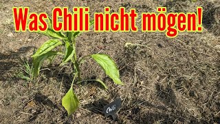 Was Chili nicht mögen  Diese Fehler solltest du beim Chilianbau unbedingt vermeiden!