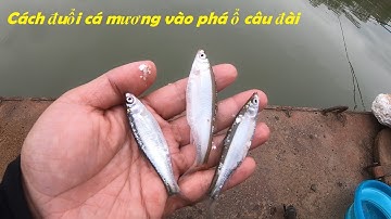 Mẹo đuổi cá mương vào phá ổ câu đài cực hiệu quả không phải ai cũng biết