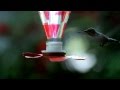 DIY Hummingbird Feeder DIY Hummingbird Feeder