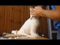 WOOD CARVING sculptue: dog