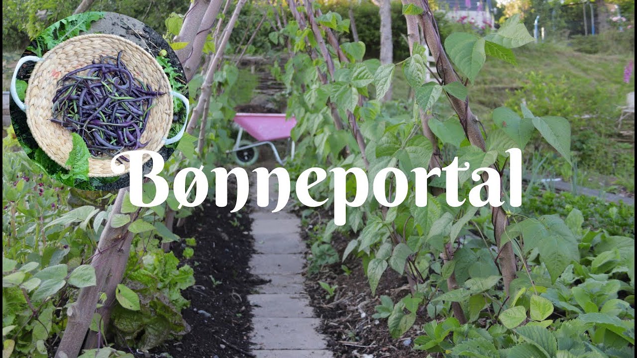 Dyrk en bønneportal