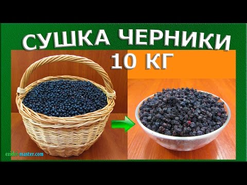 Сушка черники – 10 кг.