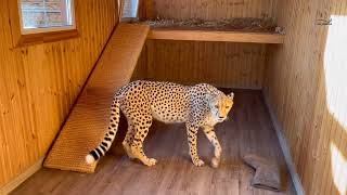 Gerda's enclosure is being renewed! The cheetah waits patiently