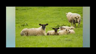 Recording lambs and ewes mature weights