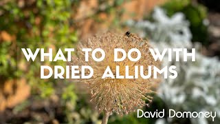 What to do with dried alliums from your garden #garden #allium