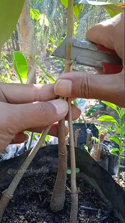 propagation durian tree by grafting in triple rootstock EP376