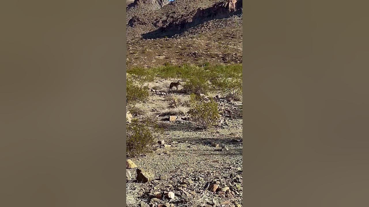 Hungry Coyote Hunts Puppy Brunch ~ Sneaky Coyote Hides By Camp ~ Escape