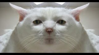 Funniest Cats 😹 - BEST CAT TIK TOK compilation - Funny Cats Life #2