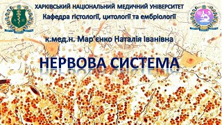 картинка: Нервова система. Гістологія