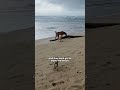 #usa #uk #funny #youtube #dog #puppy #AnimalLovers  #DogLife #ViralShorts #new #youtubeshorts #viral