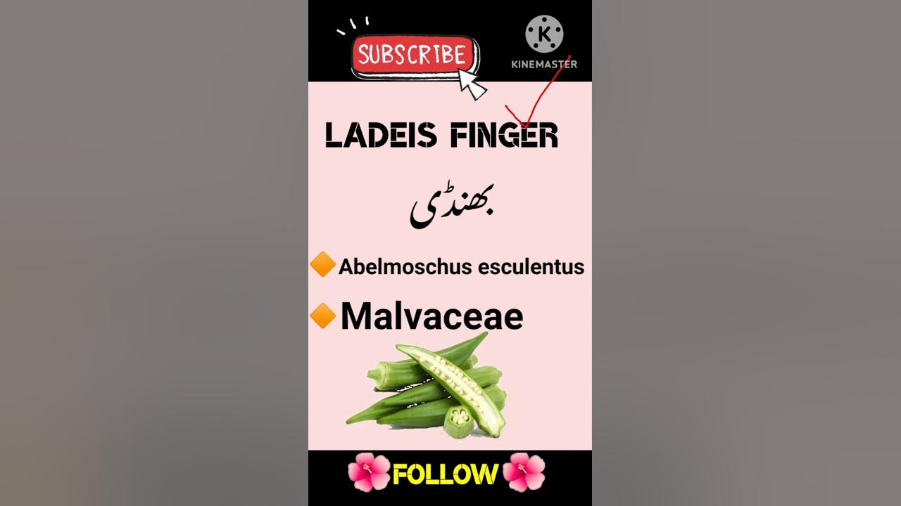 lady-finger-ka-botanical-name-bindi-botanical-name-kiya-hai