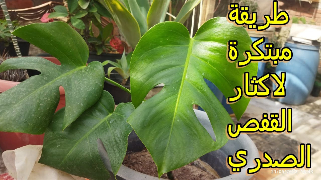 طريقة مبتكرة في إكثار نبات القفص الصدري مونيسترا