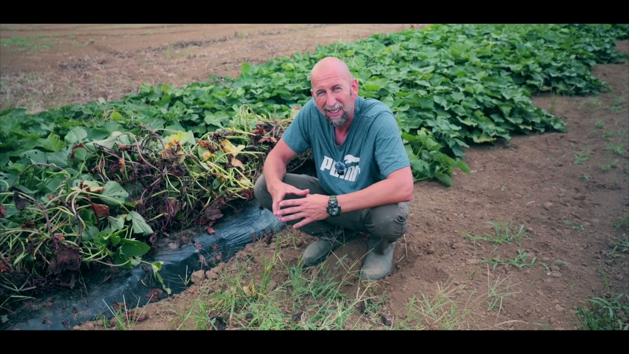 ILYEN EGYSZERŰ ÉDESBURGONYÁT TERMESZTENI