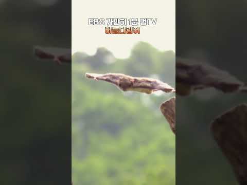 <strong>EBS</strong> 가만히 1분 멍TV 하늘다람쥐 #<strong>shorts</strong> #멍 #하늘다람쥐