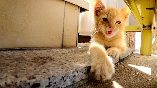 物陰に隠れるビビりな子猫をおもちゃを使っておびき出す