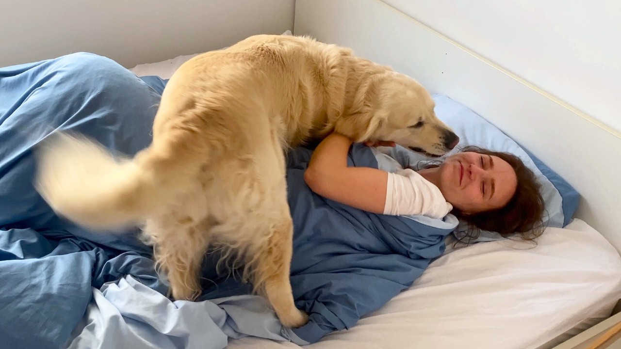 How I wake up when I have a Golden Retriever - YouTube