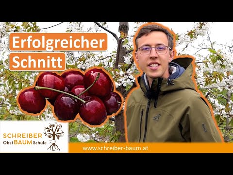 Video: Einen weinenden Kirschbaum beschneiden: So schneiden Sie weinende Kirschbäume