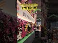 De la expoziții adunate | Diverse tipuri de trandafiri #nature #garden #home #plants #winter #garden