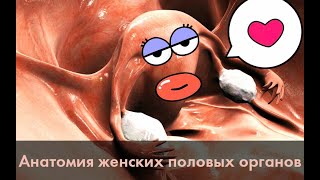 Анатомия женских половых органов