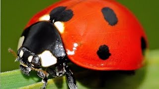 Ladybug Jigsaw Puzzle for Children screenshot 2